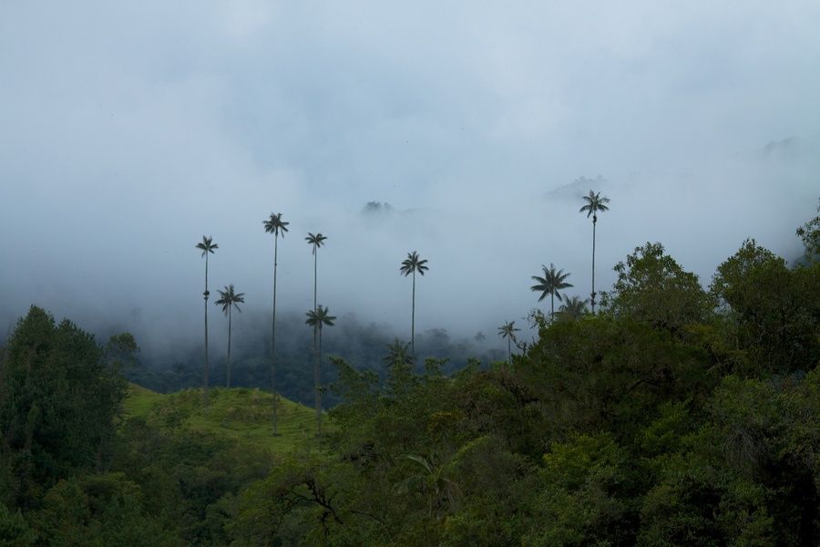 Cocora Valley Solento Colombia