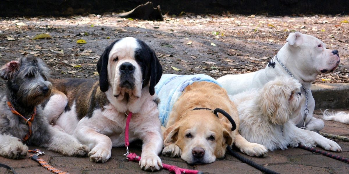 A fun thing to do in Condesa Mexico City is visit with the dogs of Parque Mexico