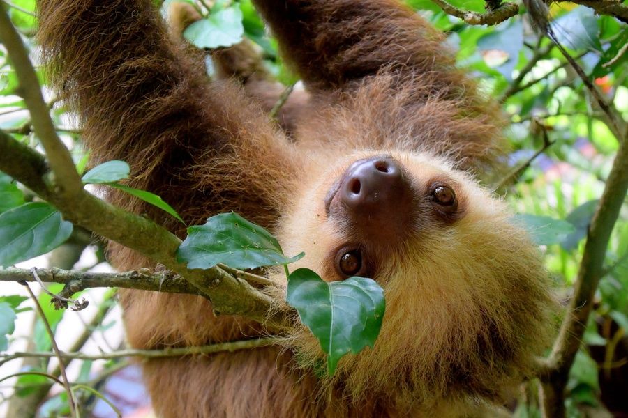 Visiting The Sloth Sanctuary is one of the best things to do in Costa Rica