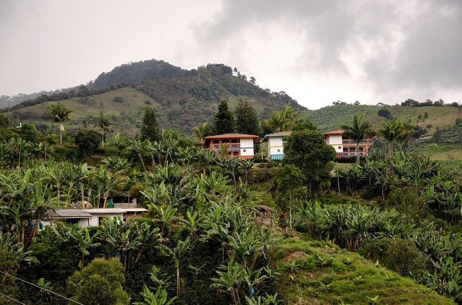 coffee farm what to see in Colombia