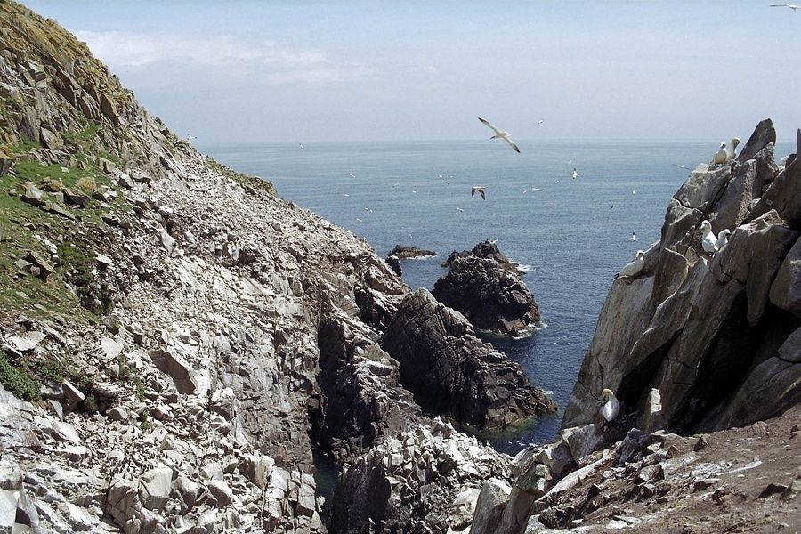 Seeing the Saltee Islands is an awesome thing to do in Ireland