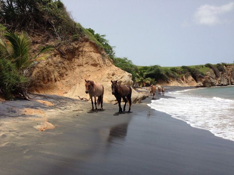 Swimming with the horses is what to do in Puerto Rico