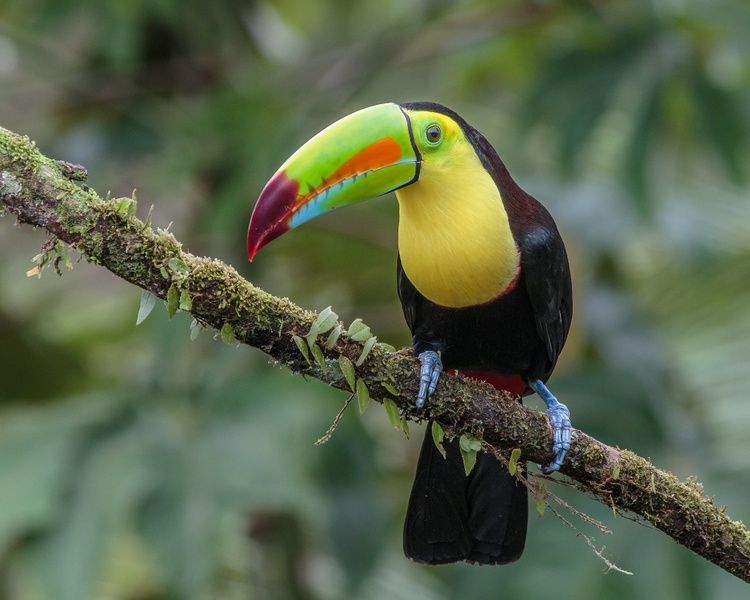 Birdwatching is one of the coolest things to do in Costa Rica
