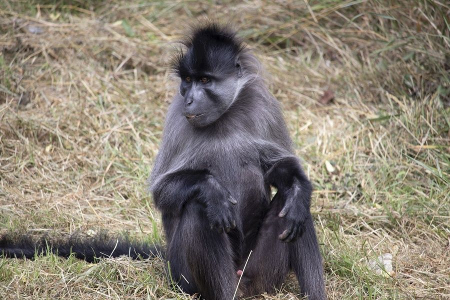 Visiting Fota Wildlife Park is a fun thing to do in Cork Ireland