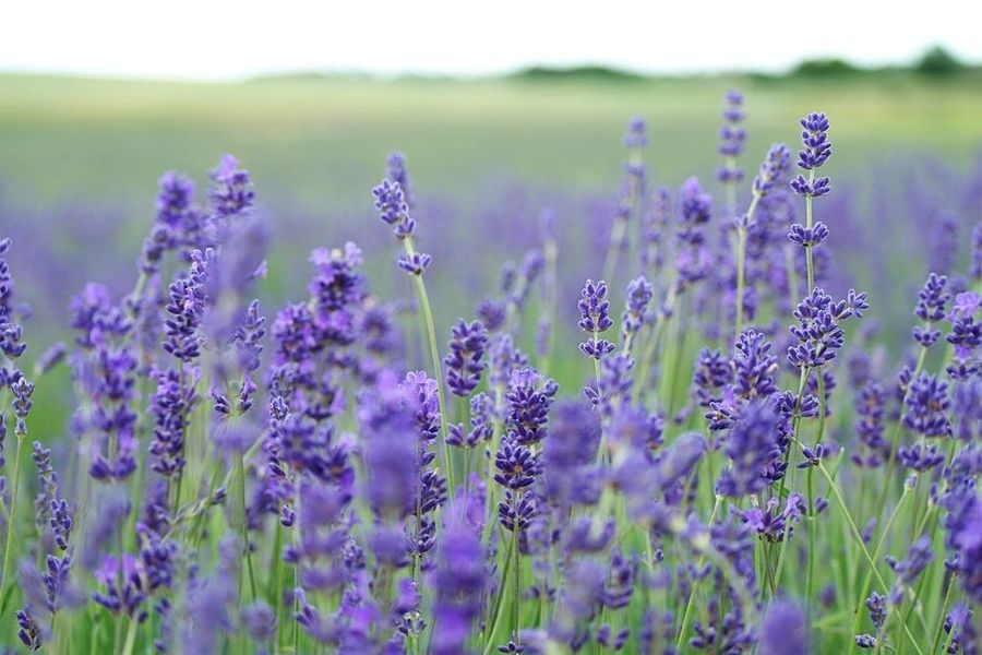 Enjoying lavender fields is a good free thing to do in Ireland