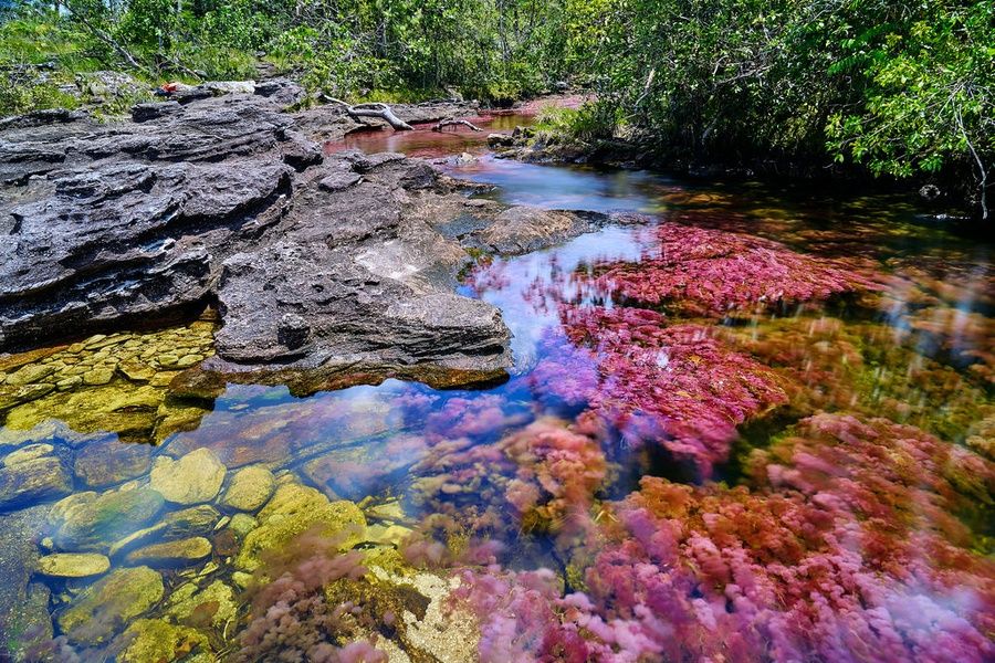 The Cano Cristales unique things to do in Colombia