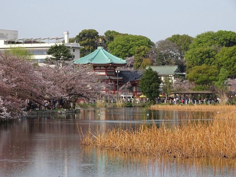 Enjoying the beauty of Ueno Park is one of the top 10 things to do in Tokyo