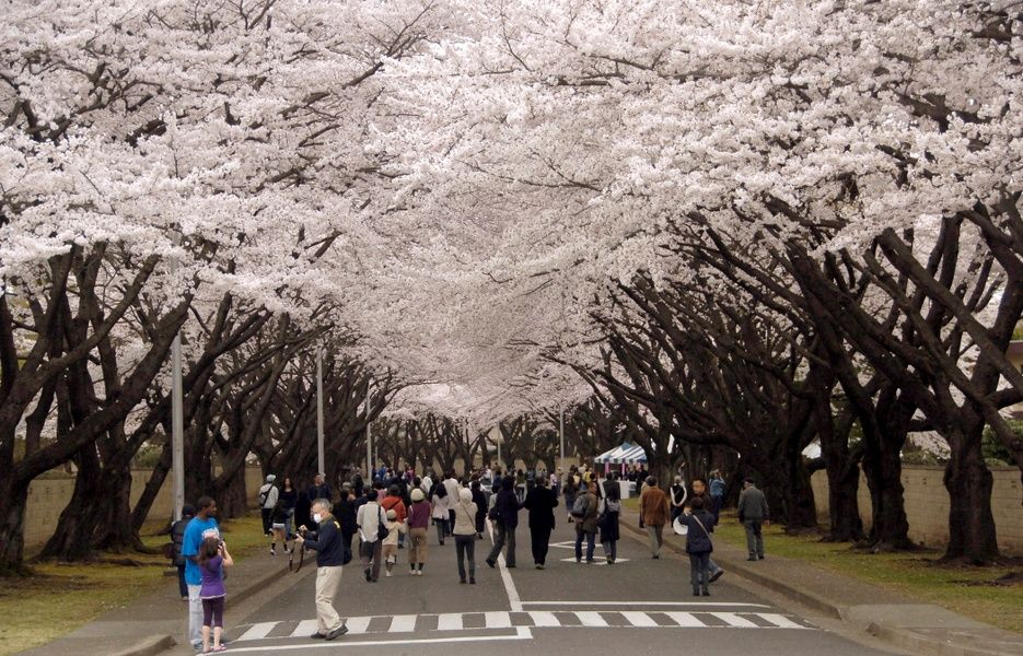 The Cherry Blossom Festival is one of the Things to do in Japan in April