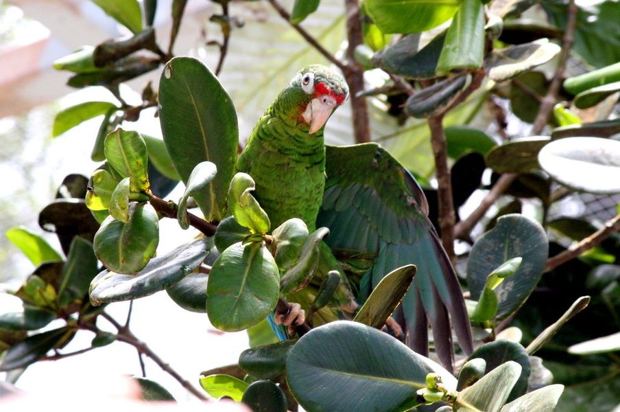 El Yunque Things to Do in Puerto Rico