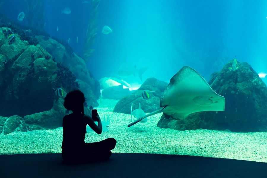 Visiting Lisbon's aquarium is an amazing thing to do in Portugal
