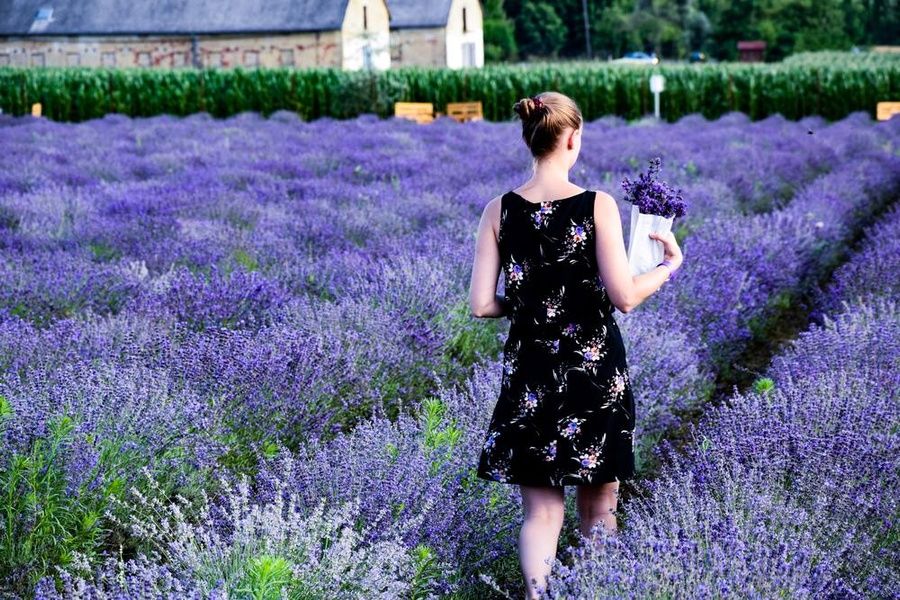 Lavender in Provence Things to Do in France