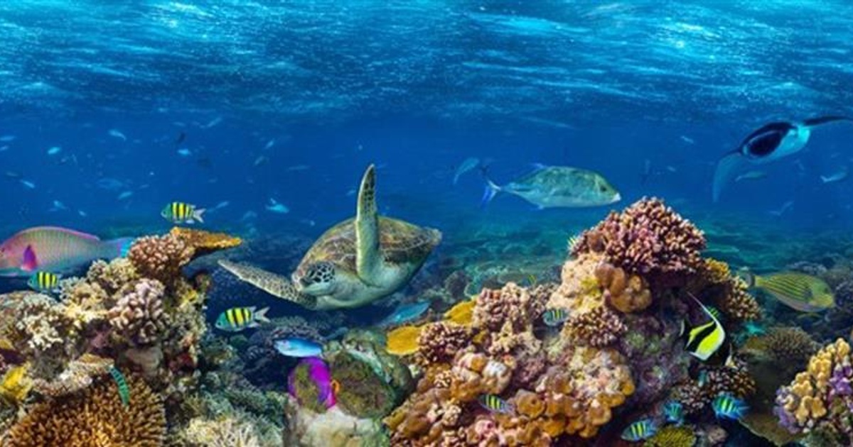 Coral Reef Virtual Tour