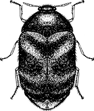 Khapra Beetle risk to Australia. TGL reports