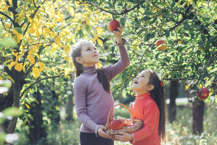 Two girls picking apples