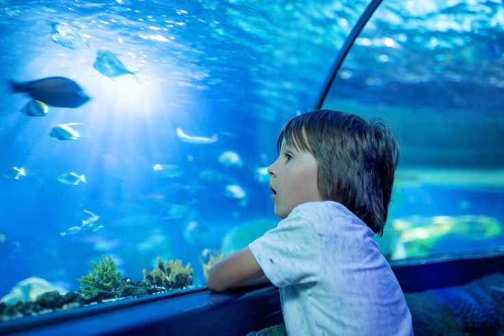 Boy looking into aquarium
