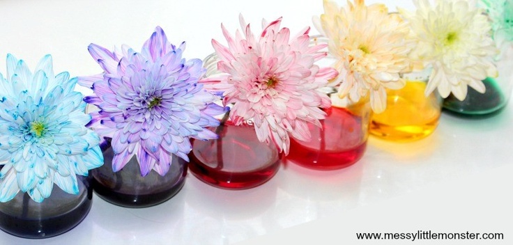 colored flowers in a vase