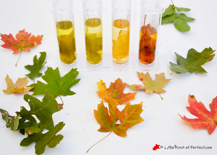 Fall Science Experiments