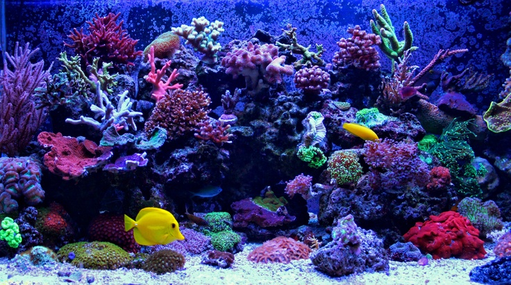 Coral in an aquarium