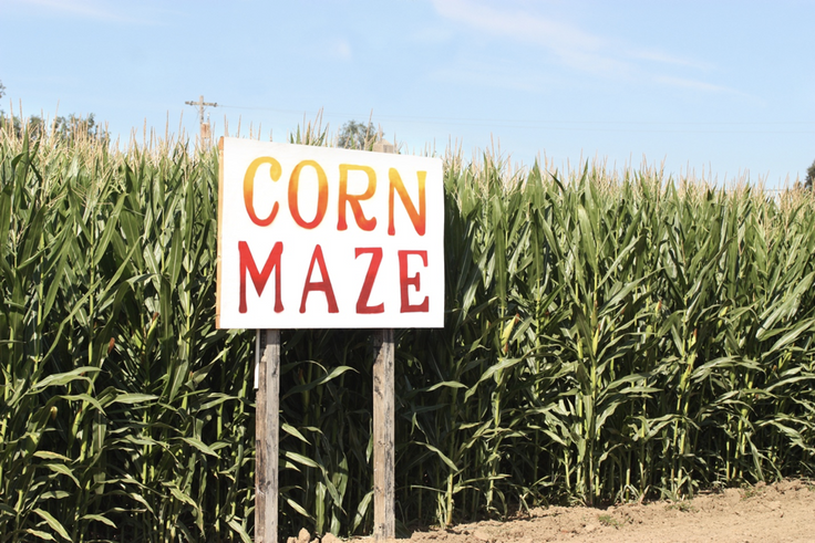 Corn Maze Virtual Adventure