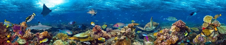 coral reef and sealife