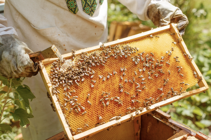 Virtual Beekeeping Field Trip