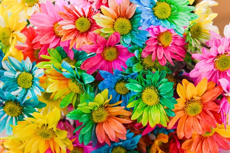 Colorful flowers