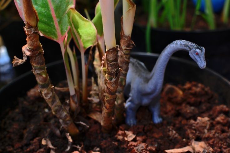 Dinosaur toy in plant pot