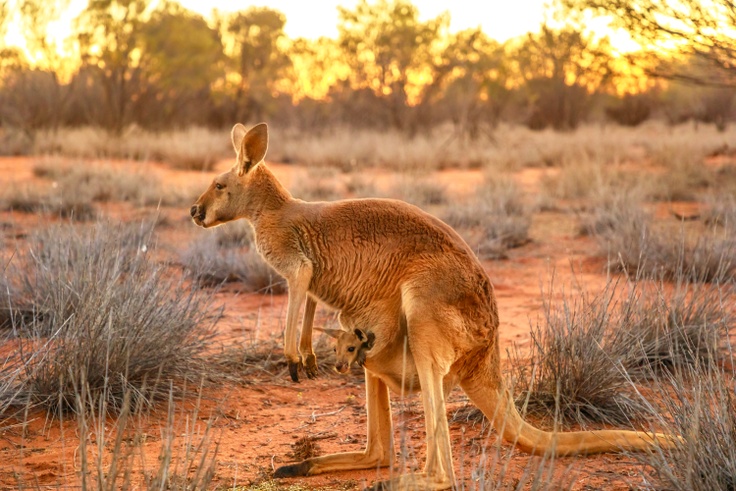 kangaroo in the wild