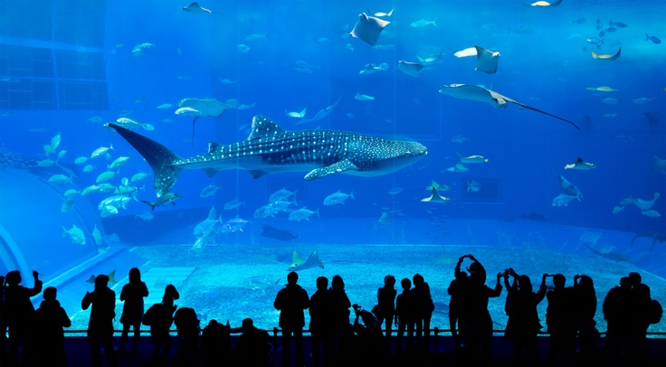 Aquarium with whale shark